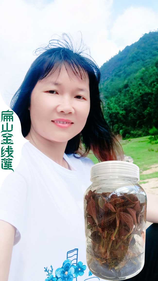 賀州金線蓮種苗批發(fā)
