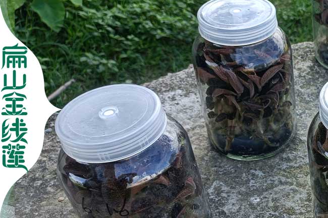 美麗迪慶金線蓮組培苗規(guī)?；a(chǎn)種植基地慶金線蓮種苗批發(fā)5元