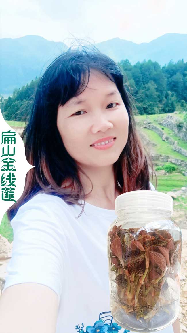 廈門金線蓮瓶苗價(jià)格