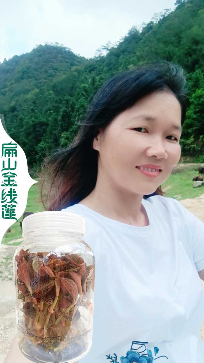 2023標(biāo)準(zhǔn) 巴南黔江江津的金線蓮種植基地 種苗批發(fā)價0.69元
