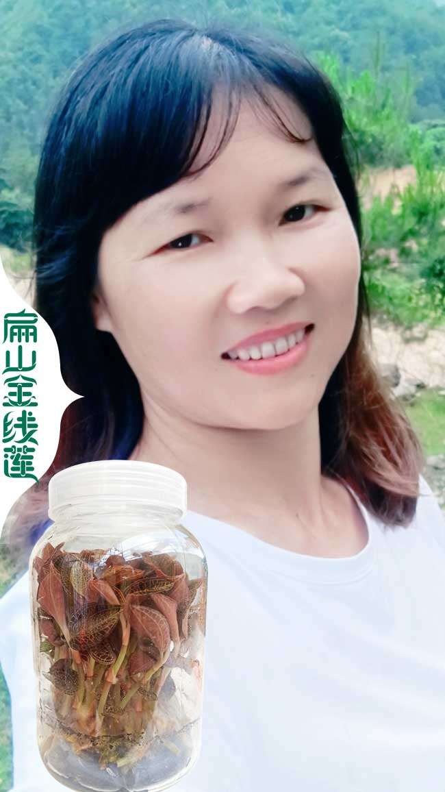 ZJ鎮(zhèn)江的金線蓮種植基地 鎮(zhèn)江的金線蓮種苗干貨批發(fā)多少錢價