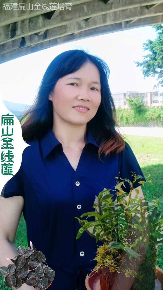 金線(xiàn)蓮種植條件