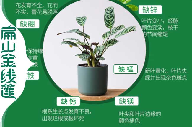 福建金線蓮營養(yǎng)土培育