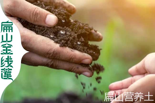 沙坪壩營(yíng)養(yǎng)土批發(fā)