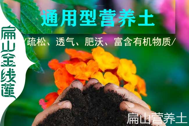 渝北營(yíng)養(yǎng)土培育
