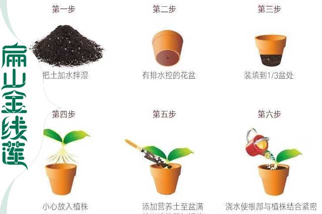 豐縣營(yíng)養(yǎng)土批發(fā)