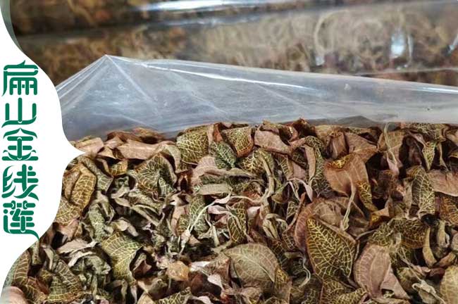 大型 煙臺濰坊紅霞大葉金線蓮批發(fā) 金線蓮種苗價格從1-2-5元