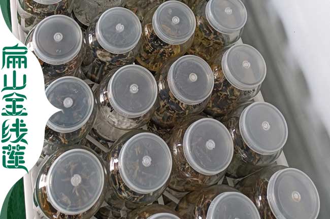 寶應金線蓮瓶苗發(fā)貨