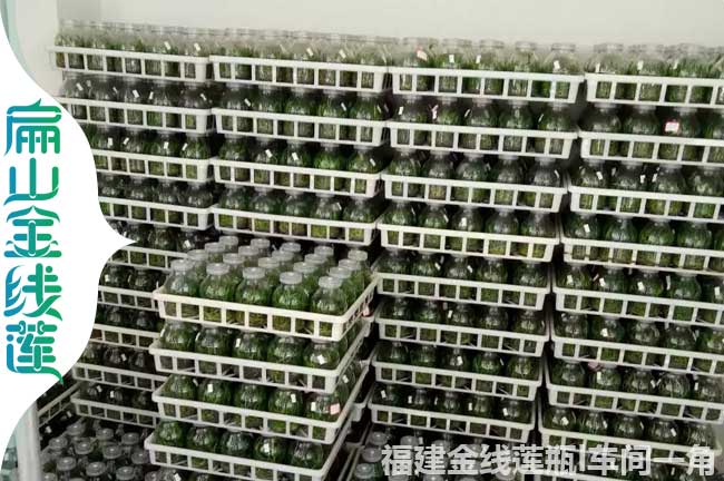 南長(zhǎng)瓶裝金線蓮苗