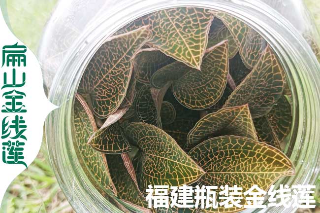 XG孝感馴化金線蓮種苗批發(fā) 林下仿野金線蓮干貨價格580元/斤