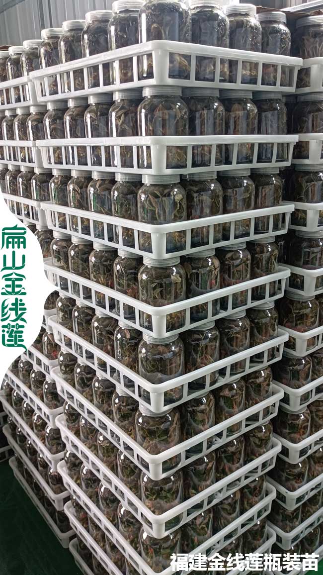 長沙縣金線蓮種苗價格