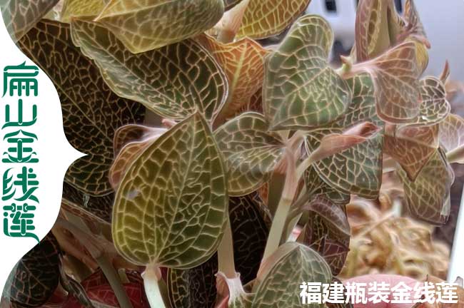 大綿陽(yáng)南充的金線(xiàn)蓮種植 南充綿陽(yáng)種苗干貨產(chǎn)業(yè)基地批發(fā)A元