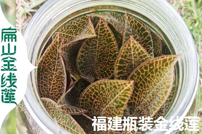 田藍(lán)賣(mài)金線蓮瓶裝苗