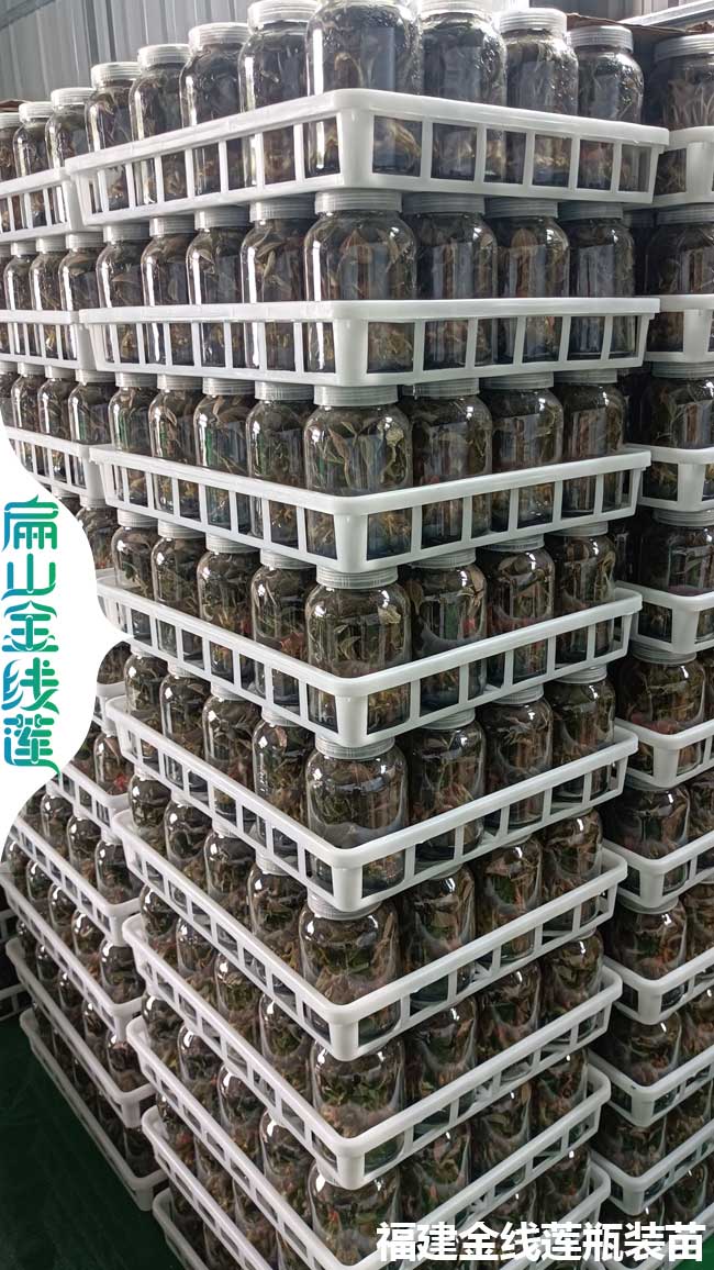 賣株洲的金線蓮和鐵皮石斛種苗批發(fā) 攸縣市場(chǎng)價(jià)錢多少錢一珠