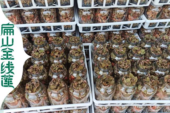賣湖南益陽(yáng)金線蓮種苗批發(fā) 益陽(yáng)規(guī)?；鹁€蓮種植基地0.65元/珠