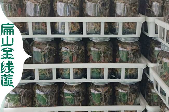 批淮安的金線(xiàn)蓮組培種苗價(jià)格 淮安大葉金線(xiàn)蓮大種植基地1元