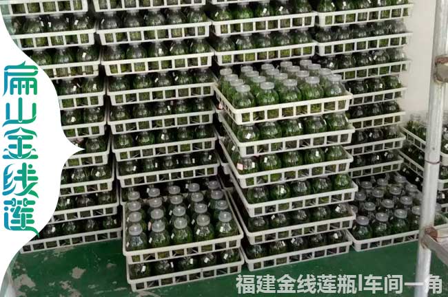 北湖仿野生金線蓮瓶裝苗
