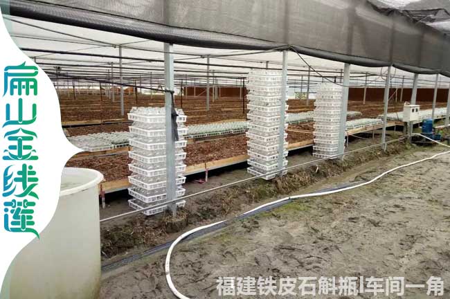 標準2023濟南聊城金線蓮種植大型基地 種苗培育0.56元/顆