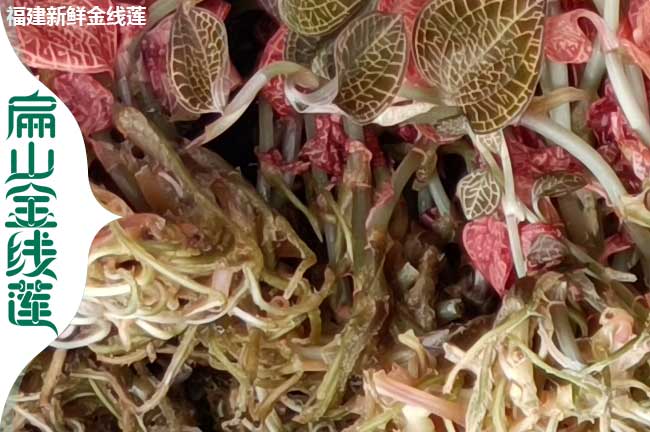 西昌金線蓮干貨批發(fā)