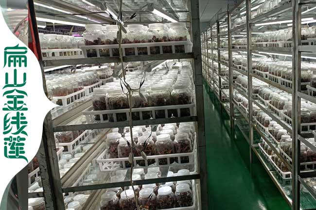 德陽金線蓮種植基地