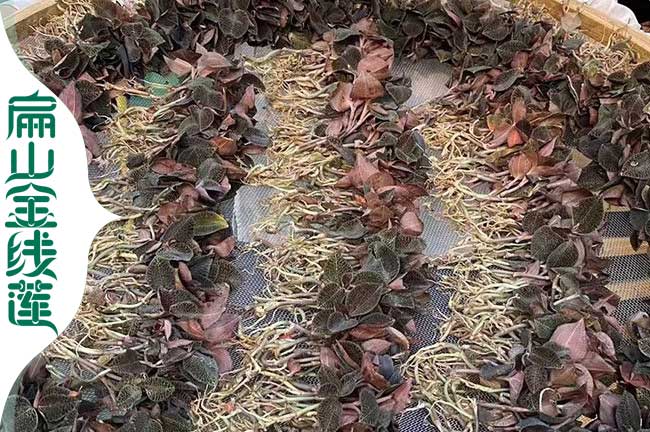 常熟金線(xiàn)蓮種植