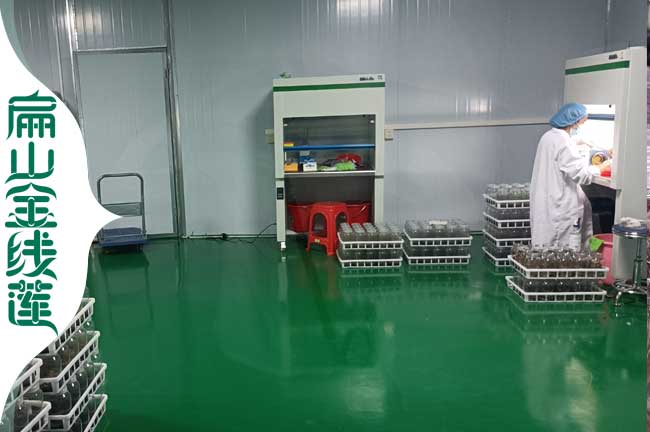 平頂山金線蓮標(biāo)準(zhǔn)培育基地