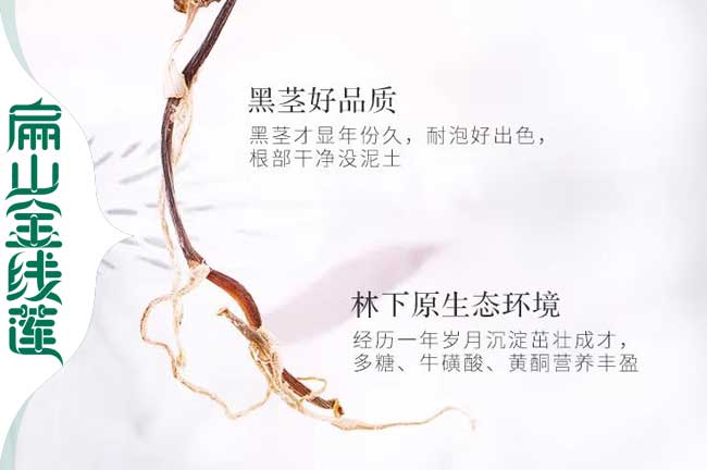 旬陽野生金線蓮苗