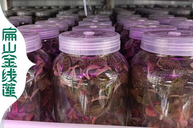 閩西金線蓮干貨價(jià)格