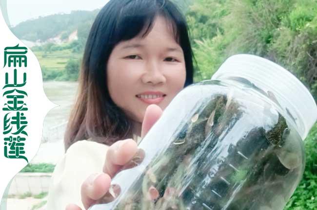 咸陽(yáng)瓶裝金線蓮苗