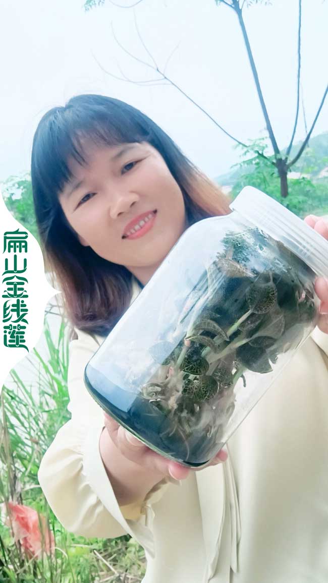 福建瓶裝金線(xiàn)蓮種苗