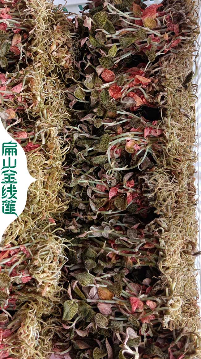 賣樂山的金線蓮種苗批價錢0.6元/珠 樂山紅霞金線蓮種植基地