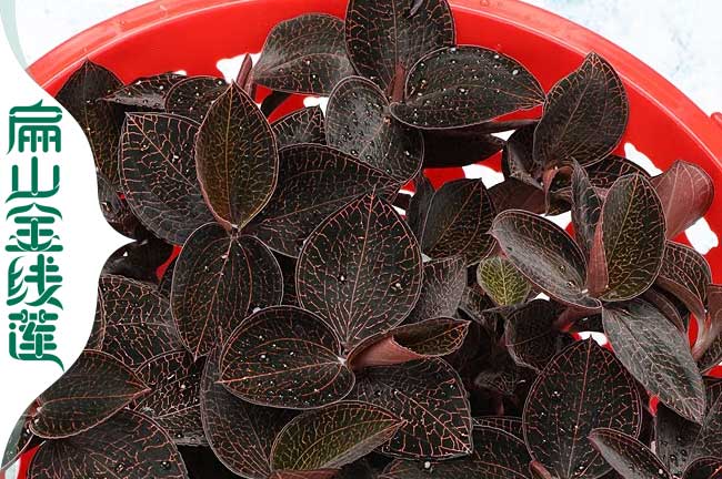 湖北的金線蓮種苗種植大基地 湖北金線蓮干貨價(jià)格0.85元/KE