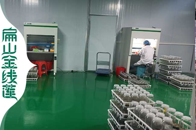 北京金線蓮培育基地