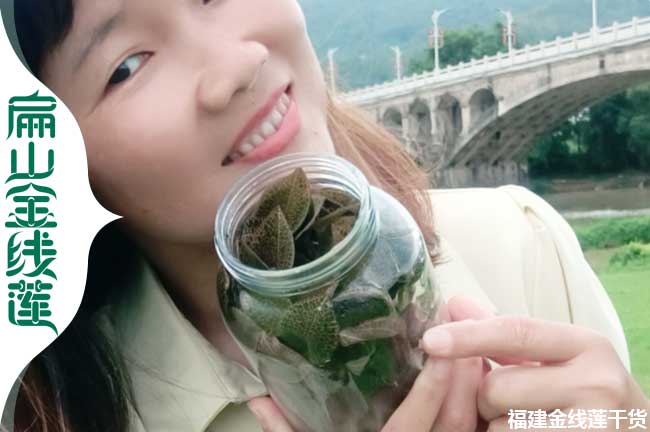 Y2宜昌臺灣福建紅霞金線蓮種苗鐵皮石斛干貨批發(fā)JIDI 0.48元