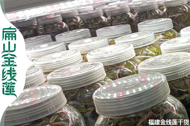 加盟 大鄂州金線蓮種植 鄂州金線蓮種苗基地 批發(fā)價986元/斤