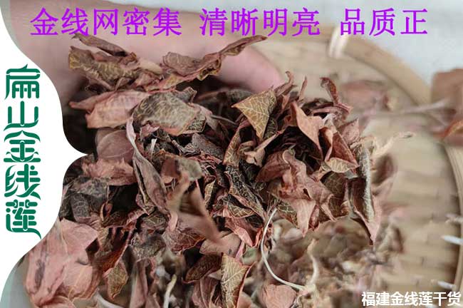 五指山新鮮金線蓮