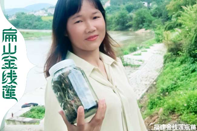 德陽金線蓮種苗