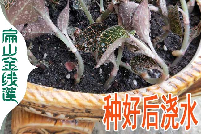 扁山甘孜的金線(xiàn)蓮種植基地 甘孜金線(xiàn)蓮種苗批發(fā)小價(jià)格0.59元