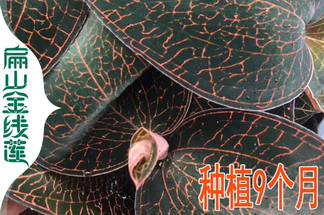 背景9個(gè)月金線蓮種苗