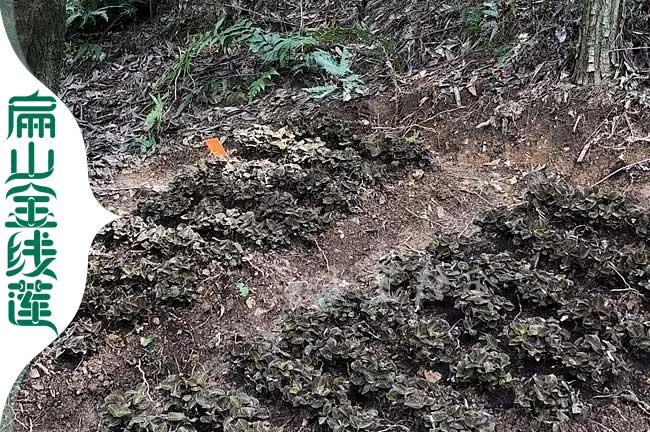 犍為林下仿野生金線蓮苗