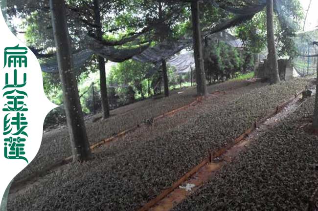 安陽(yáng)林下仿野生金線蓮種植