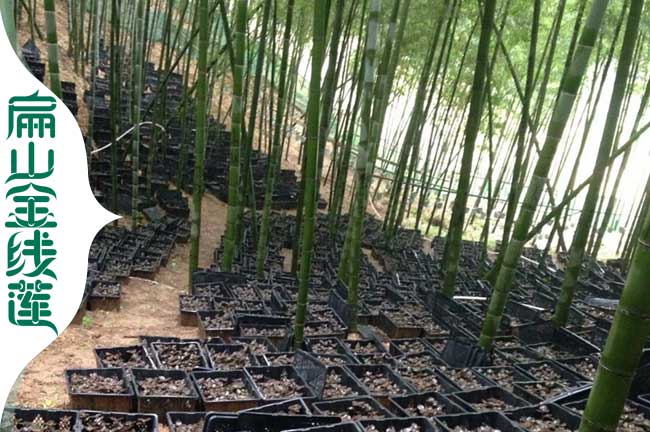 大邯鄲張家口金線蓮種植基地 瓶裝金線蓮種苗批發(fā)價(jià)格9元