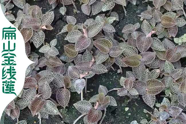 眉山金線蓮種植基地
