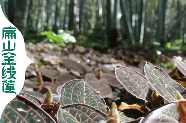 濮陽(yáng)金線蓮林下種植