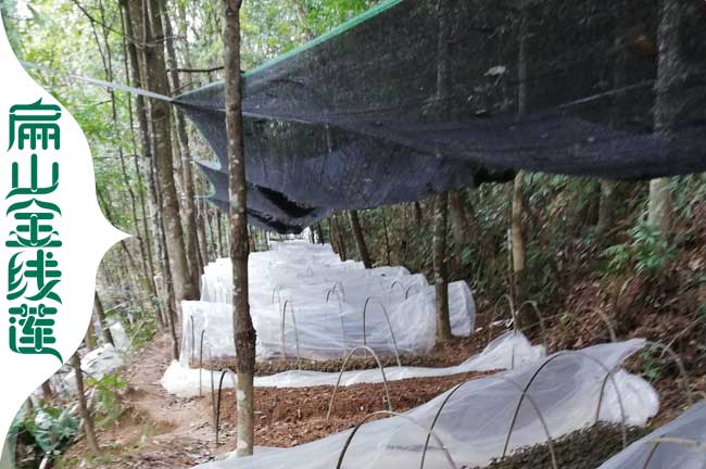 德昌林下種植金線蓮