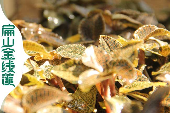 大南陽開封賣金線蓮種苗干品從種植基地直批發(fā)價(jià)0.57元/KE