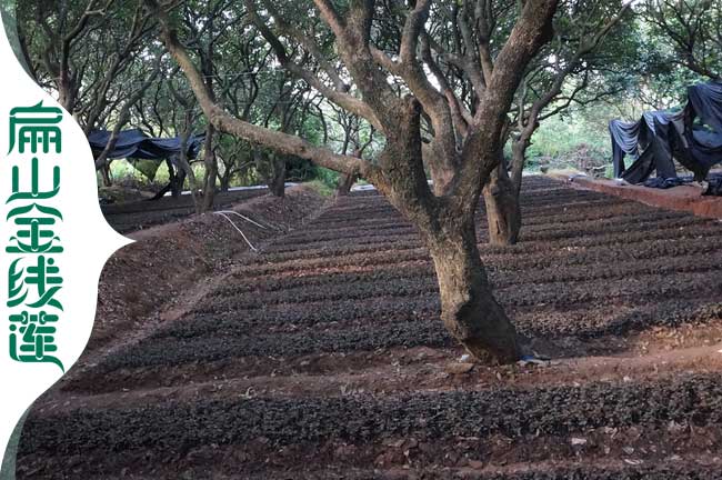 銷貨 渭南的金線蓮種植基地渭南福建紅霞種苗批發(fā)價0.5元/珠