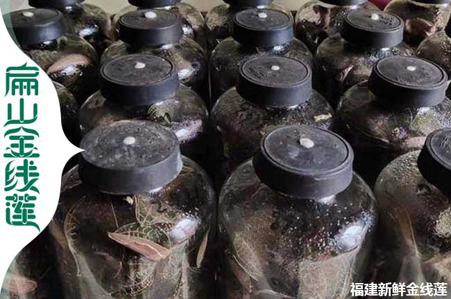衡水金線蓮瓶苗