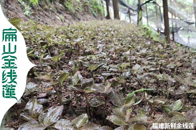 寶雞金線蓮林下金線蓮