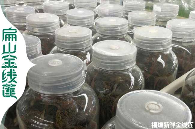 扁山天水甘南金線(xiàn)蓮大型種植基地種苗批發(fā)價(jià)0.39-2.82元/珠
